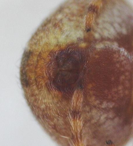 Araneus (sturmi-triguttatus)